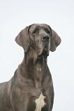 DOGUE ALLEMAND 585